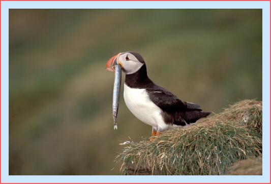 ../Images/puffin36.jpg