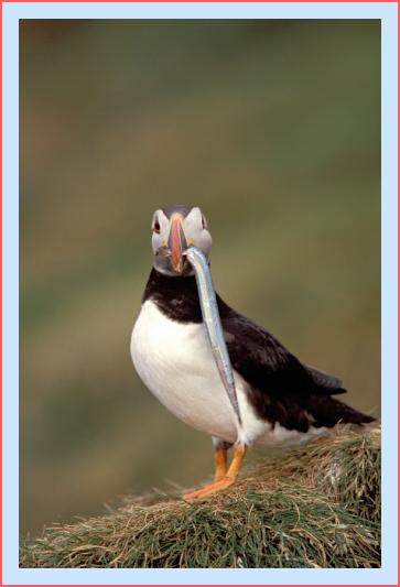 ../Images/puffin37.jpg