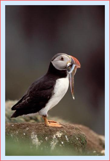 ../Images/puffin38.jpg