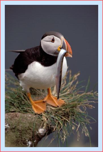 ../Images/puffin41.jpg