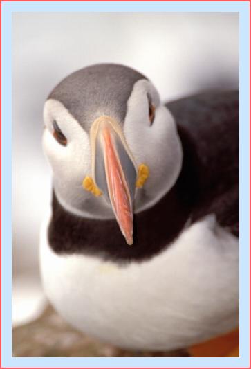 ../Images/puffin44.jpg