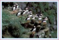 Thumbs/tn_puffin04.jpg
