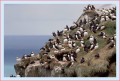 Thumbs/tn_puffin09.jpg