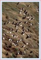 Thumbs/tn_puffin10.jpg