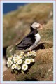 Thumbs/tn_puffin12.jpg
