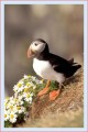 Thumbs/tn_puffin13.jpg