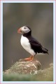 Thumbs/tn_puffin14.jpg