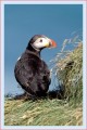 Thumbs/tn_puffin16.jpg
