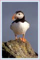 Thumbs/tn_puffin18.jpg