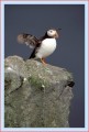 Thumbs/tn_puffin21.jpg