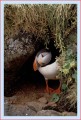 Thumbs/tn_puffin23.jpg