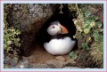 Thumbs/tn_puffin24.jpg