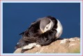 Thumbs/tn_puffin26.jpg
