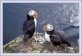 Thumbs/tn_puffin29.jpg