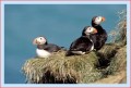 Thumbs/tn_puffin32.jpg