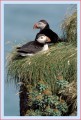 Thumbs/tn_puffin33.jpg