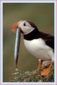 Thumbs/tn_puffin35.jpg