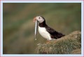 Thumbs/tn_puffin36.jpg