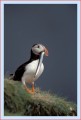Thumbs/tn_puffin39.jpg
