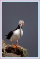 Thumbs/tn_puffin40.jpg