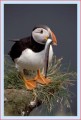 Thumbs/tn_puffin41.jpg
