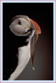 Thumbs/tn_puffin42.jpg