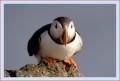 Thumbs/tn_puffin45.jpg