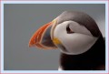 Thumbs/tn_puffin46.jpg