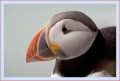 Thumbs/tn_puffin47.jpg
