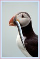 Thumbs/tn_puffin48.jpg