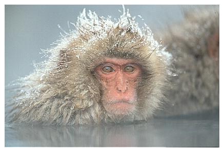 ../Images/snowmonkey13.jpg