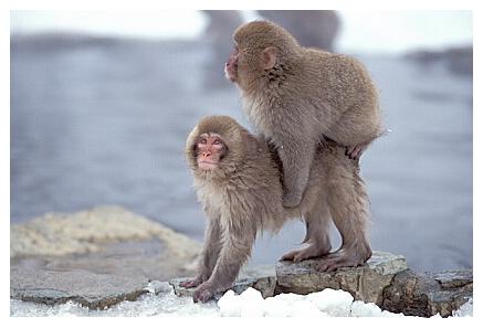 ../Images/snowmonkey20.jpg