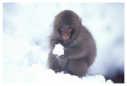 ../Images/snowmonkey22.jpg