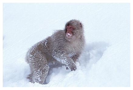 ../Images/snowmonkey31.jpg