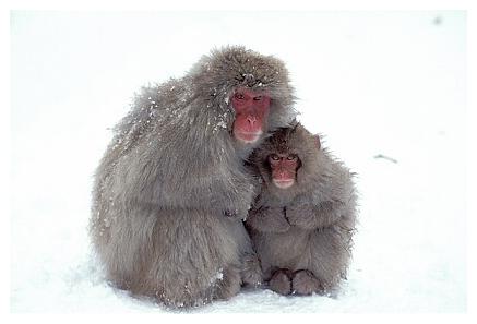../Images/snowmonkey32.jpg