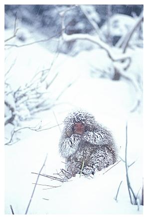 ../Images/snowmonkey33.jpg