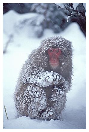 ../Images/snowmonkey35.jpg
