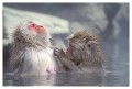 Thumbs/tn_snowmonkey02.jpg