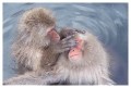 Thumbs/tn_snowmonkey03.jpg