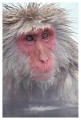 Thumbs/tn_snowmonkey05.jpg