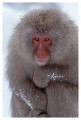 Thumbs/tn_snowmonkey07.jpg