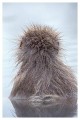 Thumbs/tn_snowmonkey09.jpg