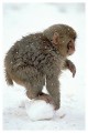 Thumbs/tn_snowmonkey17.jpg