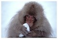 Thumbs/tn_snowmonkey23.jpg