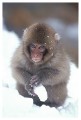 Thumbs/tn_snowmonkey24.jpg