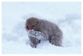 Thumbs/tn_snowmonkey26.jpg