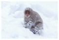 Thumbs/tn_snowmonkey27.jpg