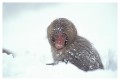 Thumbs/tn_snowmonkey28.jpg