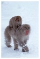 Thumbs/tn_snowmonkey29.jpg
