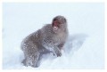 Thumbs/tn_snowmonkey31.jpg